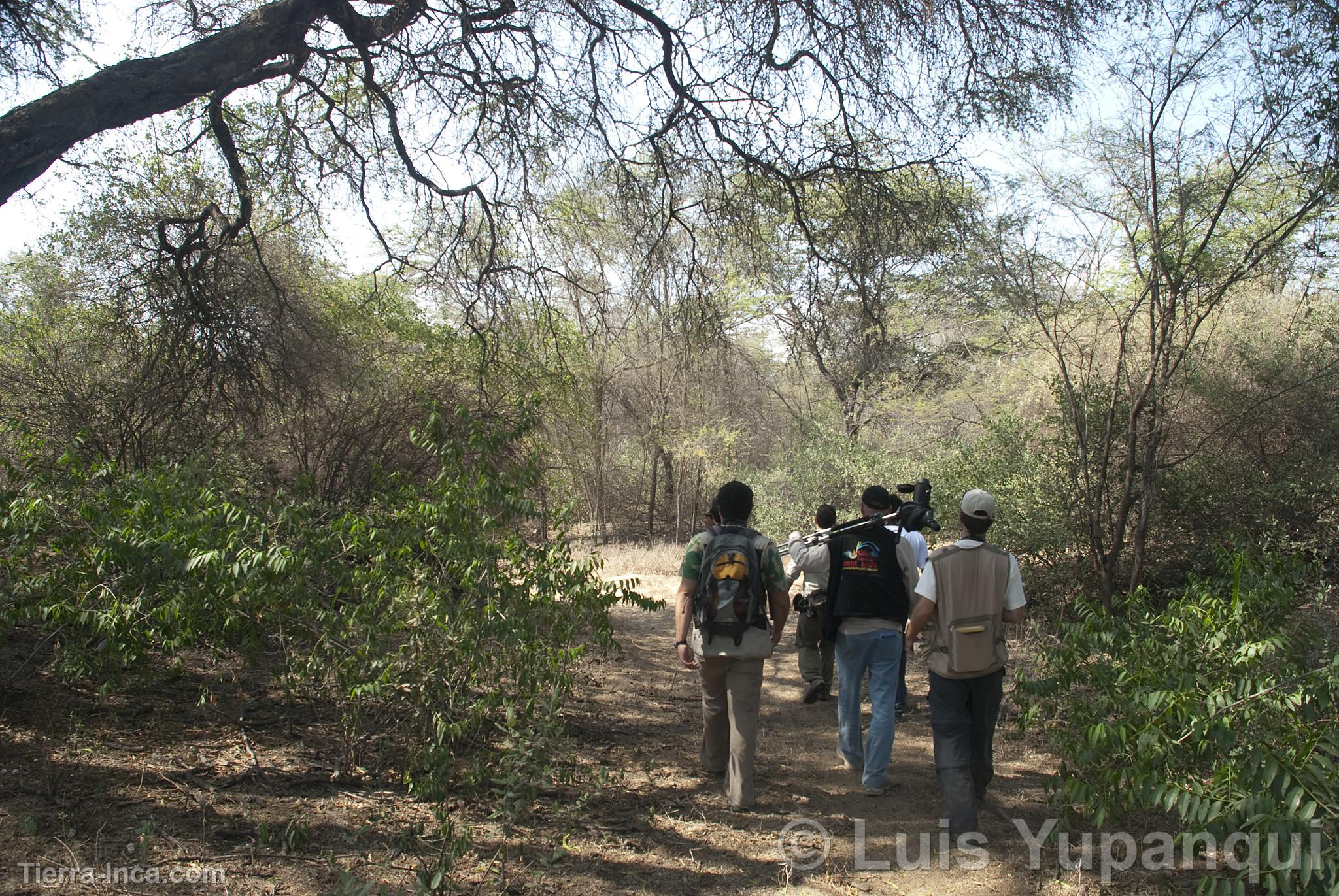 Bosque de Pmac