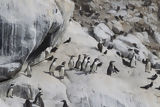Pingüinos de Humbolt en la isla de Asia
