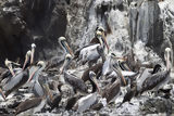 Pelícanos en la isla de Asia