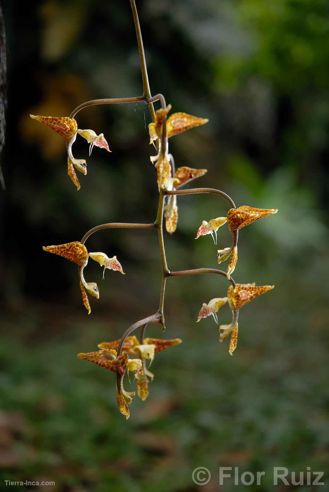 Orquídea