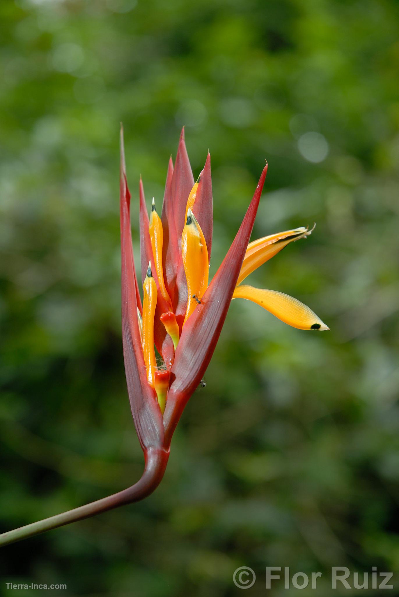 Orquídea