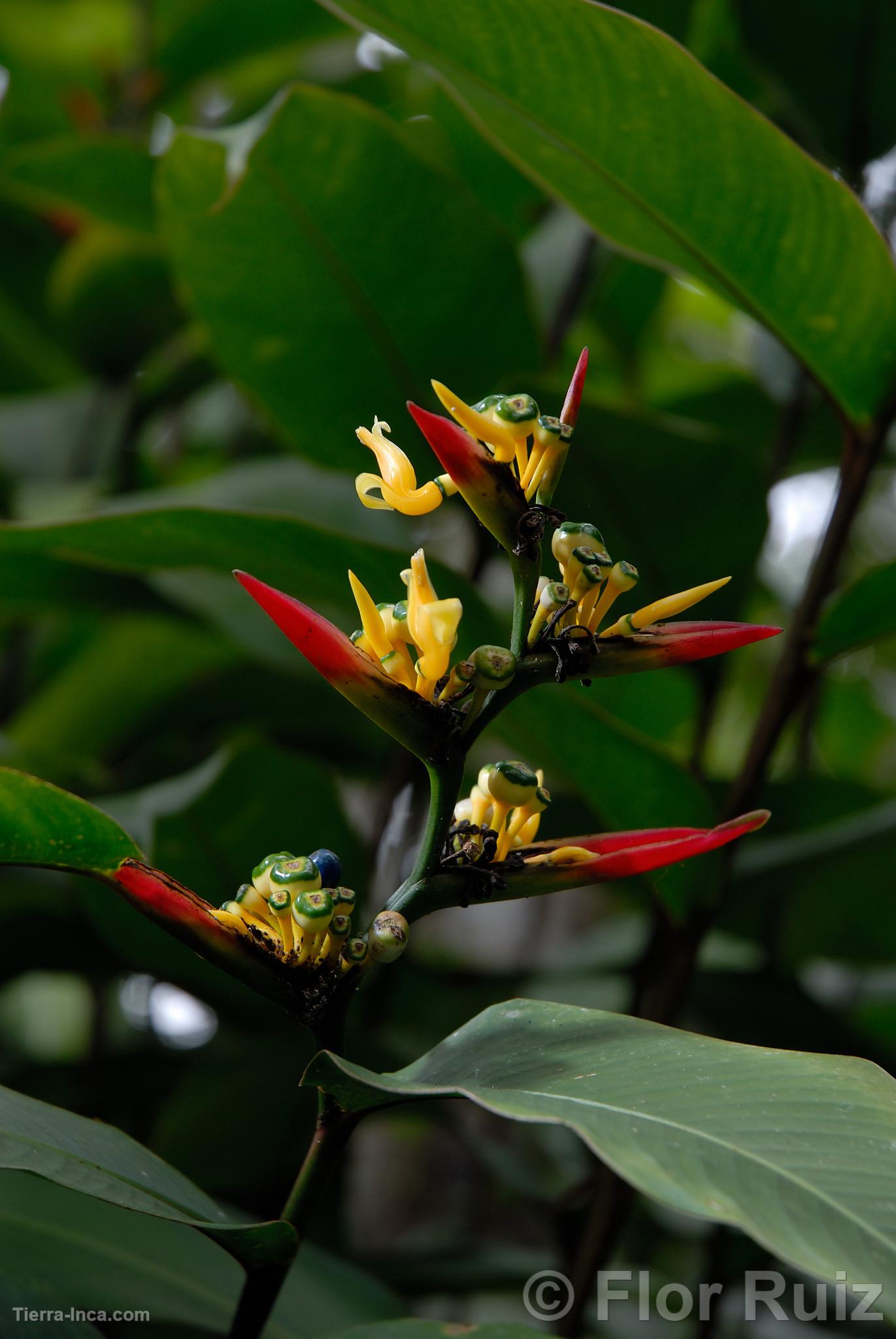 Orquídea