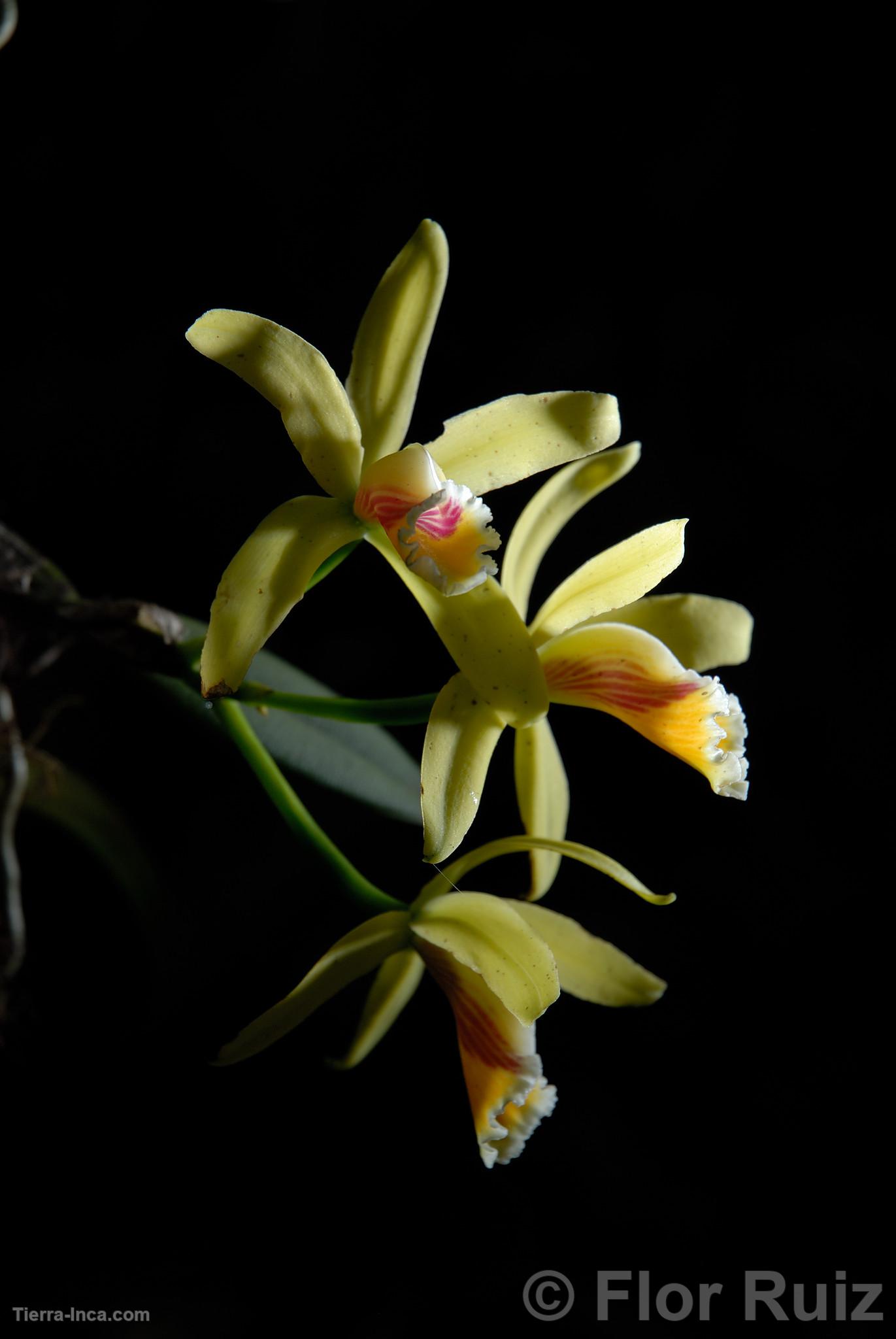 Orqudea