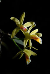 Orqudea