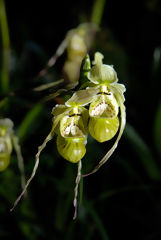 Orqudea