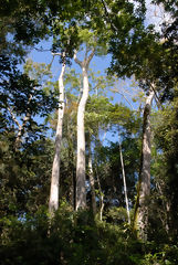 Reserva de Tingana