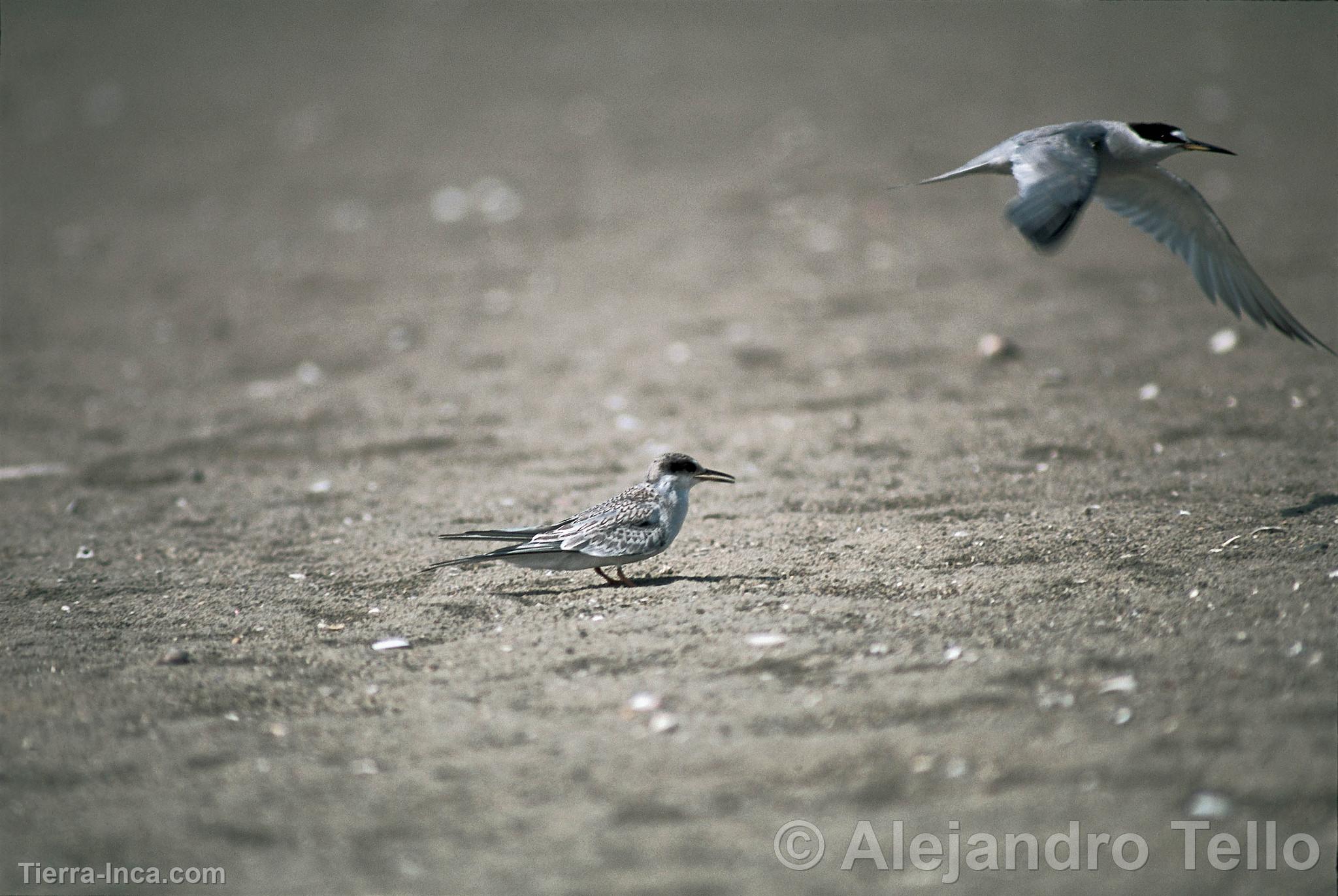 Gaviotines peruanos, Paracas