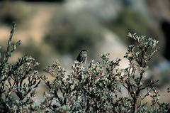 Cotinga de cachete blanco