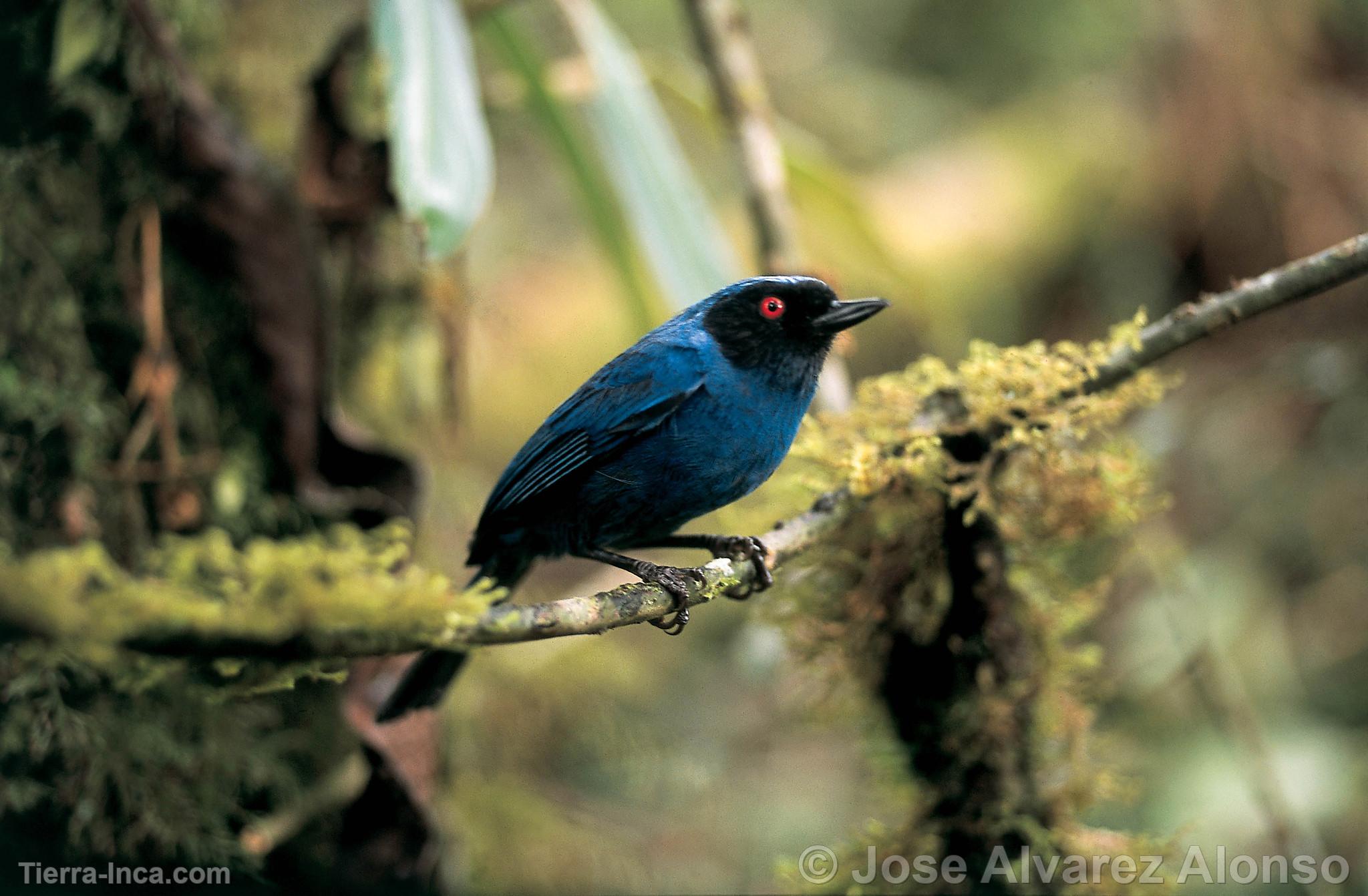 Pinchaflor enmascarado en Huamanpata