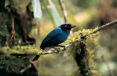 Pinchaflor enmascarado en Huamanpata