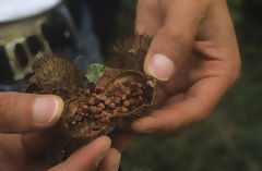 Capsula de achiote