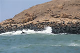 Lobos marinos chuscos en las Islas Palomino, Callao