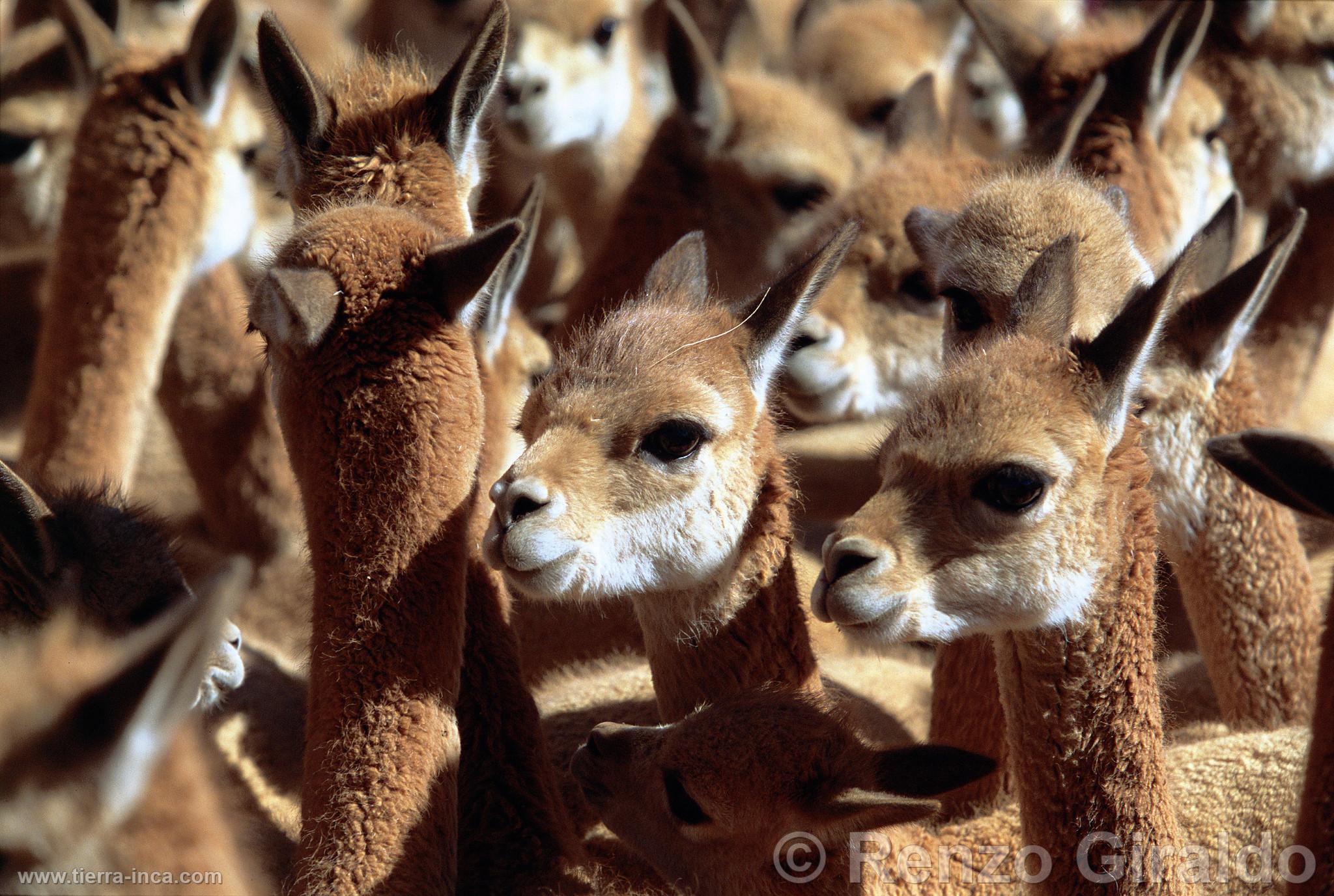 Chaccu de vicuñas en Pampa Galeras